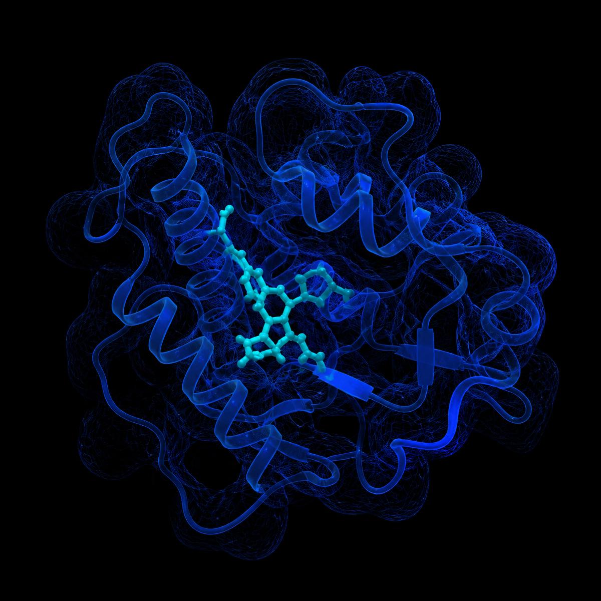 Molecular docking visualization of a ligand bound within a receptor structure